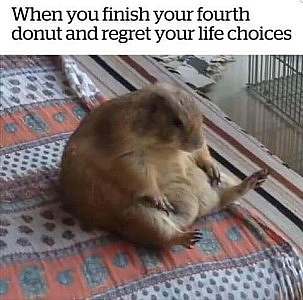 A very fat rodent of some kind - a groundhog, maybe? sitting back on his haunches. Caption: When you finish your fourth donut and regret your life choices.