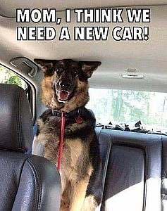 A german shepherd sitting in the back seat of a car, his head pressed against the ceiling. Caption: "Mom, I think we need a new car!"