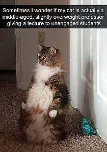 A fluffy fat gray and white cat is sitting up on his back legs, looking intently at something off screen. The words say, "Sometimes I wonder if my cat is actually a middle-aged, slightly overweight professor giving a lecture to unengaged students."