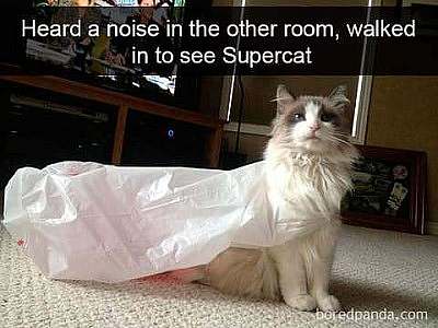A white cat with a gray head sitting on a white carpet, a plastic shopping bag over his back with the handle over his head and across his chest. Caption: Heard a noise in the other room, walked in to see Supercat.