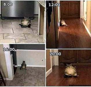 4 frames. 1st frame shows a fat cat laying on his back on a kitchen floor, and is marked 8:00. 2nd frame shows the cat laying on a hallway floor and is marked 12:00. 3rd frame shows the cat sitting up, his back against a wall, and is marked 16:00. Last frame shows the cat back on his back on the hallway floor and is marked 20:00.