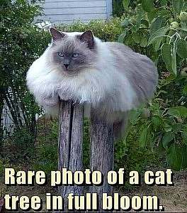 Fat fluffy gray and white cat with blue eyes perched atop a wooden post among some landscaped shrubs. Caption: Rare photo of a cat tree in full bloom.