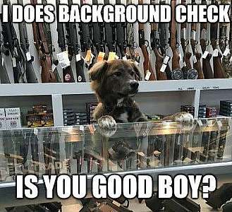 A brown and black dog standing behind the counter at a gun store. Caption: I does background check. Is you good boy?