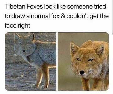 2 photos of strange-looking foxes that are nearly impossible to describe. Caption: "Tibetan foxes look like someone tried to draw a normal fox and couldn't get the face right."