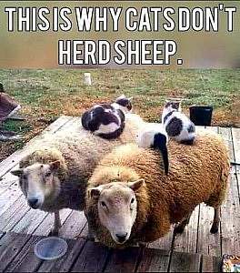2 sheep standing on a deck with cats on their backs. Caption: This is why cats don't herd sheep.
