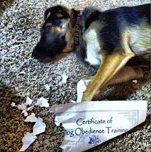 A dog is laying on the floor; a partially chewed up piece of paper is next to him. The paper is a Certificate of Dog Obedience Training.