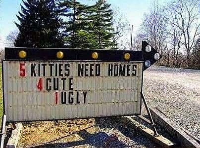 A sign in sitting next to a road says, "5 kitties need home. 4 cute, 1 ugly"