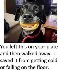 Picture of a black dog with a hamburger in his mouth. Caption: "You left this on your plate and then walked away. I saved it from getting cold or falling on the floor."