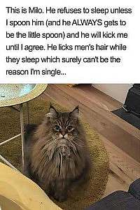 A long haired gray cat sitting on the floor, looking up at the person holding the camera. The caption: This is Milo. He refuses to sleep unless I spoon him (and he ALWAYS gets to be the little spoon) and he will kick me until I agree. He licks men's hair while they sleep which surely can't be the reason I'm single...