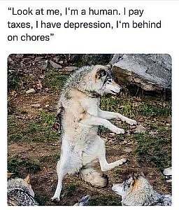 A photo of a wolf standing on one back leg, front legs out in front, other rear leg lifted in as if kicking forward; he has several other wolves watching him like an audience. Caption: "Look at me, I'm a human. I pay taxes, I have depression, I'm behind on chores."