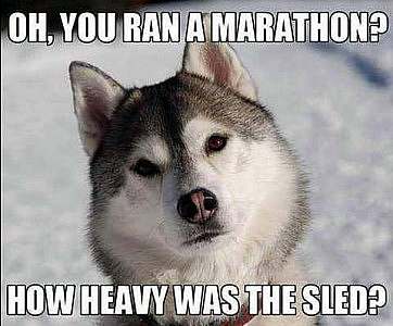 A malamute looking up into the camera, with it's head cocked slightly. Caption: Oh, you ran a marathon? How heavy was the sled?