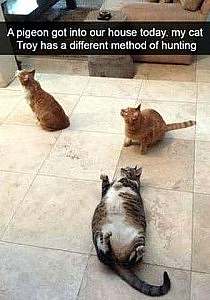 There are three cats on a tile flor. 2 of them are looking intently upward toward the ceiling. The third, who is quite portly, is also looking upward but is laying on his back. Caption: A pigeon got into our house today. My cat Troy has a different method of hunting.