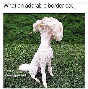 A white poodle body with a stalk of cauliflower photoshopped on its neck as a head. Caption: What an adorable border cauli.