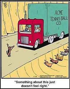 Cartoon. Dog standing in the middle of the road, arms raised, as the Acme Tennis Ball Company truck is trying to pass. Hidden beside the road are more dogs. One of the men in the truck says to the other, "Something about this just doesn't feel right."