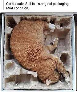 A cat laying in a piece of compartmentalized cardboard packing material. Caption: Cat for sale. Still in its original packaging. Mint Condition.