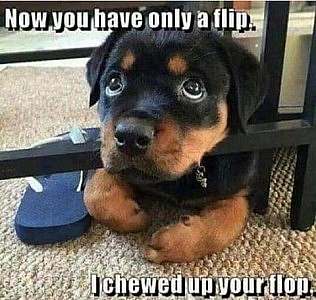 A rottweilier puppy looking up with big puppy eyes, a sandal on the floor next to it. Caption: "Now you have only a flip. I chewed up your flop."