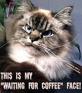 A fluffy cat with a closeup of his scowling facial expression. Caption: This is my "waiting for coffee" face.