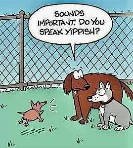 Cartoon picture of two dogs, one talking to the other, who looks bewildered. In front of them is a little tiny dog yapping at them. Caption: "Sounds important. Do you speak Yippish?"