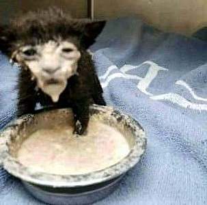 A photo of a tiny black kitten sitting behind a bowl of a white gruel-type food, one paw, in the bowl and his face covered with the liquid, making him look like some sort of elderly bear. His eyes and mouth are slightly open and he looks pathetic.