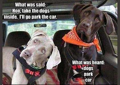 A weimeraner and a chocolate lab sitting in a car, heads tipped to the left, looking at someone with great interest. Caption at the top of the photo: "What was said: Hon, take the dogs inside, I'll go park the car." Caption at the bottom: What was heard: "dogs" "park" "car"