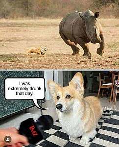 Top frame shows a little corgi chasing a rhinoceros. Bottom frame shows the corgi with a microphone held in front of him, and in a speech bubble: "I was extremely drunk that day."