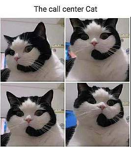 4 frames, all face photos of a white cat with black from its right cheek, around the top, down past the other cheek, and along the jaw to end in an upward curve at its chin. Caption: The call center cat.