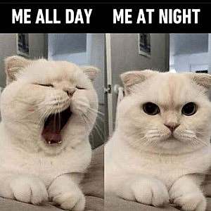 Left frame: cat yawning. Caption: Me all day. Right frame: cat staring wide-eyed at the camera. Caption: Me at night.