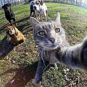 A selfie of 3 dogs on a large green lawn, with a cat in the foreground, near the camera, left paw up on the camera as if he is taking the selfie of them all. No caption.