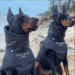 Two doberman pinschers, sitting at attention, wearing jackets with hoods that also have pointed pockets for their ears; there is printing on the chest that says, "Dobermans Team"