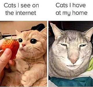2 frames: Left frame is a cute tan kitty looking adorably at a strawberry. Caption: Cats I see on the internet. Right frame is a very homely gray cat. Caption: Cats I have at my home.