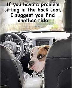 Brown and white dog sitting in the front passenger seat, looking toward the back, where the camera is.  Caption: "If you have a problem sitting in the back seat, I suggest you find another ride."