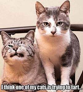 2 cats, one sitting up looking bored, the other laying down next to her, squinting with one eye. Caption: I think one of my cats is trying to fart...