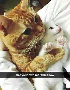 A yellow cat laying back against a pillow, her arms around a tiny white kitten; the words say, "Get your own marshmallow"