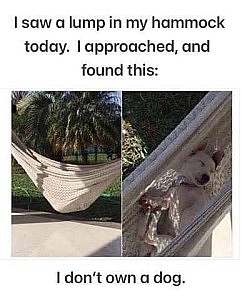 2 frames: on the left is a side view of an occupied hammock. On the right is a top view of the same hammock, with a white dog sleeping in it. Caption: I saw a lump in my hammock today. I approached, and found this. I don't own a dog
