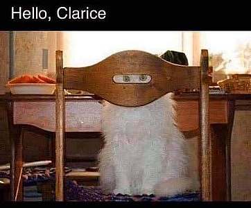 A fluffy white cat is sitting backwards on a kitchen chair, peeking through an opening on the backrest. The words say, "Hello, Clarice"
