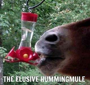a closeup of an equine nose with the lips around a hummingbird feeder. Caption: The elusive hummingmule.
