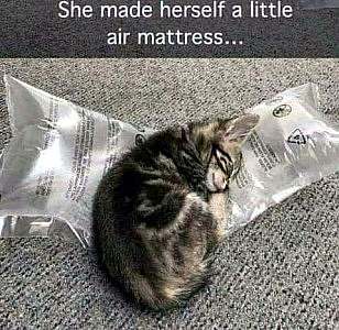 A gray and black kitten sleeping on a plastic air-filled piece of packing material. Caption: She made herself a little air mattress...