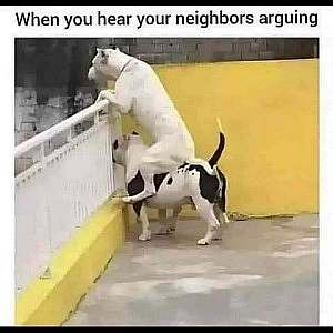 a black and white dog stands at a fence, looking, through the bars; a white dog sits on the back of the first dog, peering over the fence. Caption: When you hear your neighbors arguing.