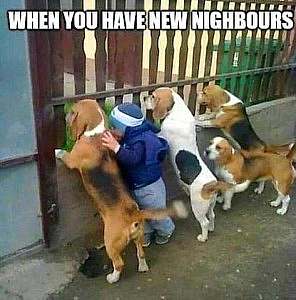 4 beagles and a toddler looking through a wooden fence. Caption: "When you have new neighbors."