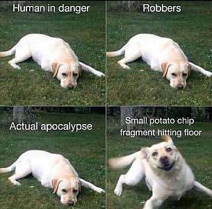 4 frames. The first 3 show a yellow lab laying in the grass; the 4th shows same lab excitedly jumping up. Caption 1: "Human in danger." Caption 2: "Robbers." Caption 3: "Actual apocalypse." Caption 4: "Small potato chip fragment hitting floor."