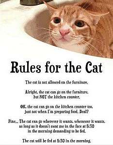 A head shot of a yellow and white cat in the upper right corner. Below: Rules for the Cat. The cat is not allowed on the furniture. Alright, the cat can go on the furniture, but NOT the kitchen counter. OK, the cat can go on the kitchen counter too, just not when I'm preparing food...deal? Fine...the cat can go wherever it wants, whenever it wants, as long as it doesn't swat me in the face at 5:30 in the morning demanding to be fed. The cat will be fed at 5:30 in the morning.