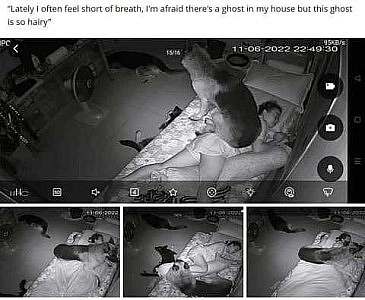 At the top: "Lately I often feel short of breath, I'm afraid there's a ghost in my house but this ghost is so hairy!" Several photos below show woman in bed with a German Shepherd's activity through the night: sitting on her or laying across her body sideways or laying atop her legs.
