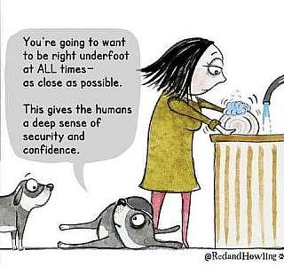 A cartoon of a woman washing dishes. At her feet one dog is laying on the floor, as another dog standing nearby tells the first dog, "You're going to want to be right underfoot at ALL times - as close as possible. This gives the humans a deep sense of security and confidence."