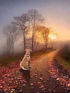 A beautiful sunrise or sunset in the background; a light fog in front of it, and some almost-bare trees. Leaves along the ground. A path leading alongside them back toward the sun. A dog sits in the foreground, on the path, looking toward the sun, his back to the camera. This beautiful photo is in shades of golds, blues, and browns.