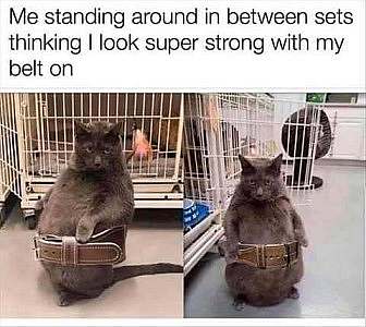 2 side by side photos of a fat gray cat who is wearing a belt around his large waist. Caption: Me standing around in between sets thinking I look super strong with my belt on.