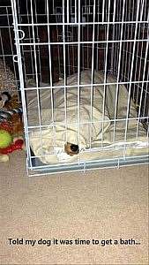 A dog in its crate totally covered by its blanket with only its nose sticking out. Caption: Told my dog it was time to get a bath...