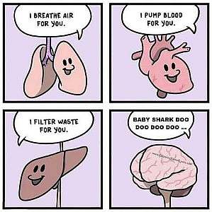 4 cartoon frames. 1st shows some lungs saying, "I breathe air for you." 2nd shows a heart saying, "I pump blood for you." 3rd shows a liver saying, "I filter waste for you." 4th shows a brain saying, "Baby shark doo doo doo doo..."