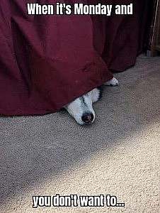 The nose of a dog poked out from under a tablecloth. Caption: When it's Monday and you don't want to...