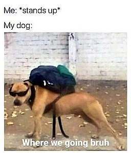 Me: *stands up* My dog: Brown dog with sunglasses on and a back pack on his back, saying, "Where we going bruh"