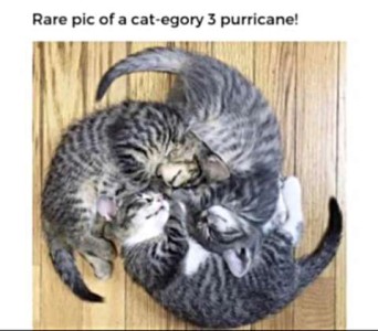 3 cats sleeping in a circle, facing the same direction, heads together in the center, tails pointing like arrows in a counterclockwise direction. Caption: Rare pic of a cat-egory 3 purricane!